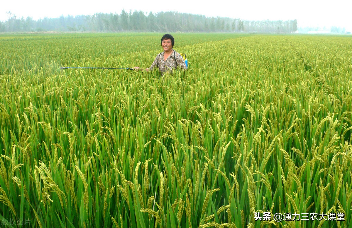 叶面肥用不用二次稀释,叶面肥怎么施镁和硼