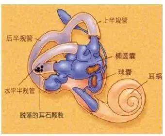 爱耳日科普视频幼儿,耳眩晕科普第一讲