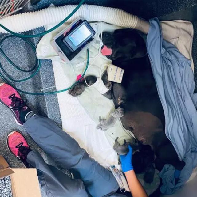 狗妈妈5天产下31只狗崽创世界纪录,世界狗狗生崽的吉尼斯纪录