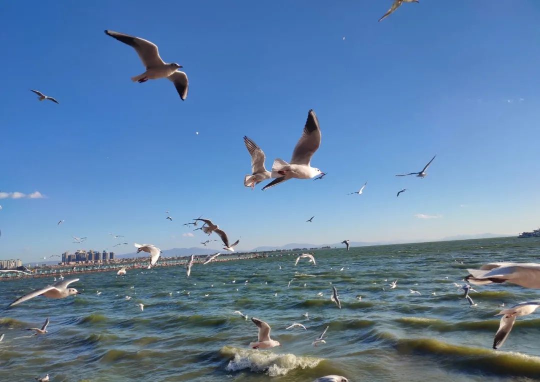 最近昆明有没有最值得去玩景点,推荐昆明最适合去玩的地方