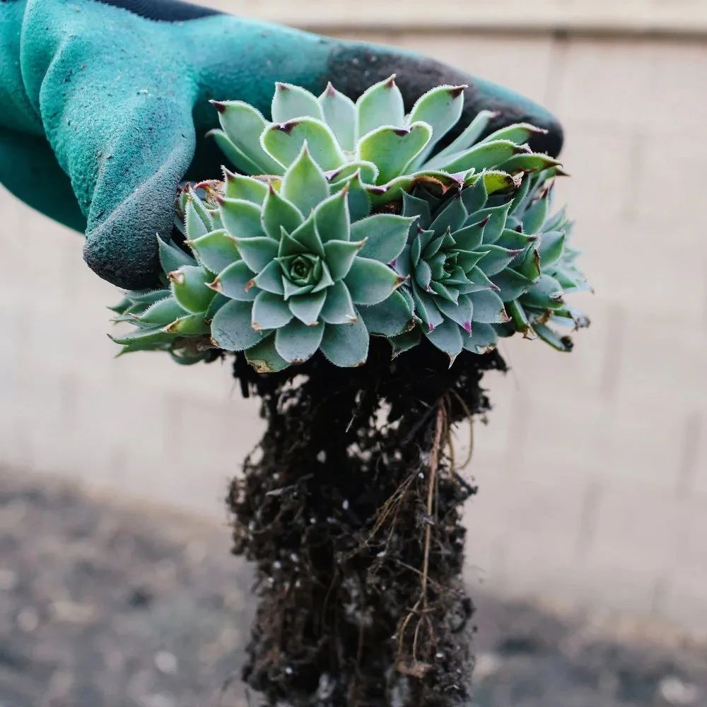 刚买的带盆多肉怎么处理,原盆原土的多肉回来怎么上盆