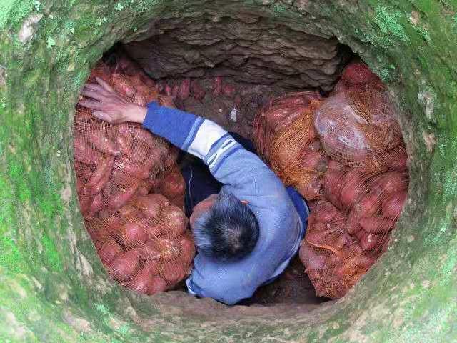 芋头烂了好吃,芋头烂了一点吃了有事情吗