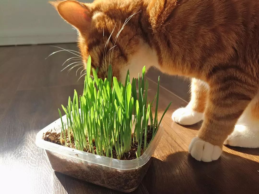 怎么让不吃猫草的猫吃猫草,铲屎官是养小猫吗