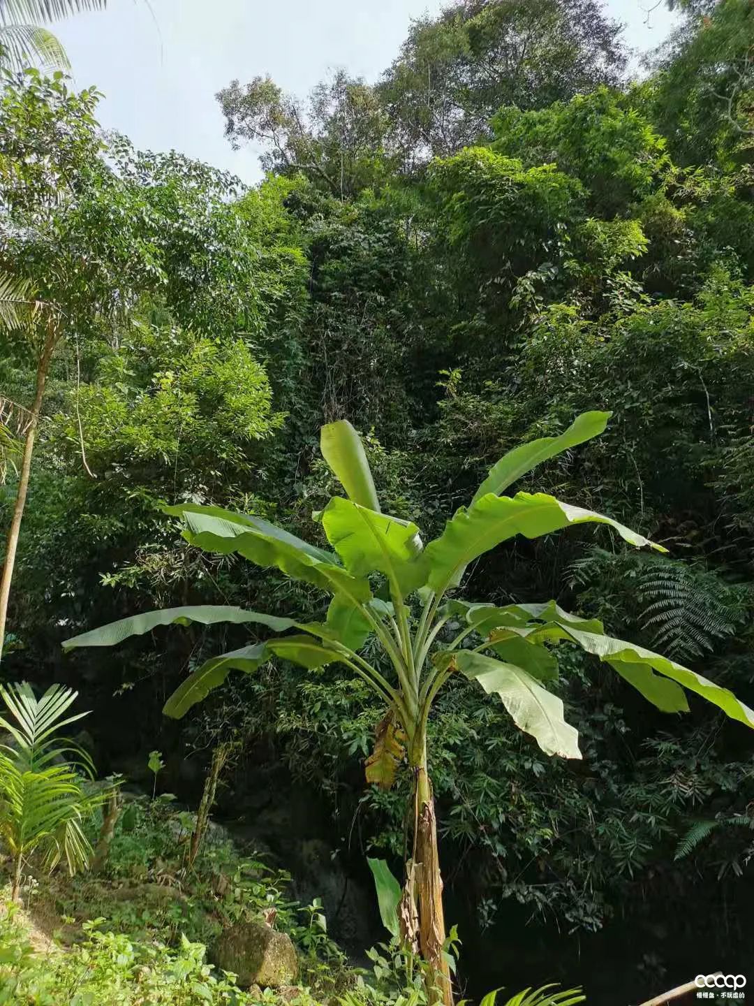 星月五指山料和毛感料区别,海南毛感星月介绍