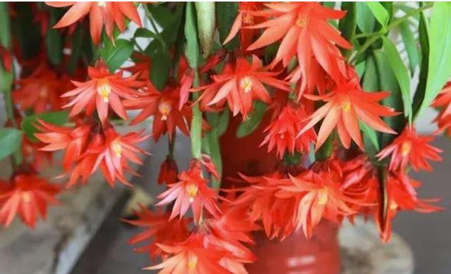 假昙花蟹爪兰仙人指哪个开花期长,仙人指和蟹爪兰的花有什么区别