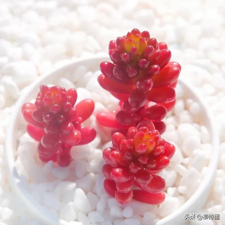 多肉黄花照波拍摄技巧,如何拍出好看的多肉植物