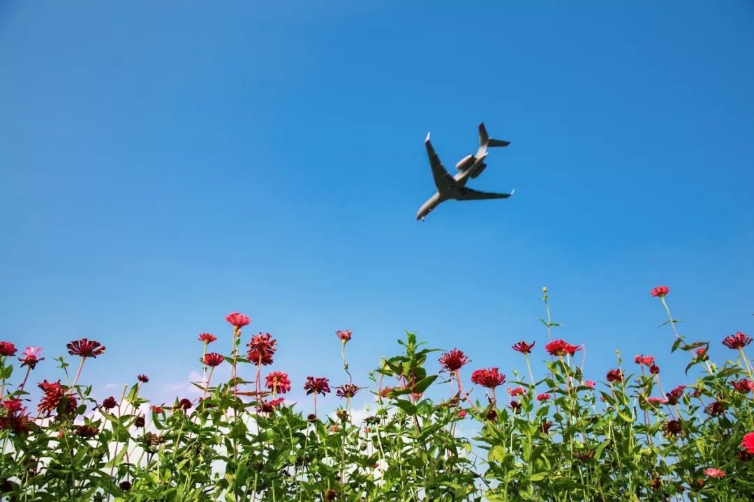 踏青打卡好去处双流空港公园,环城生态公园东片区