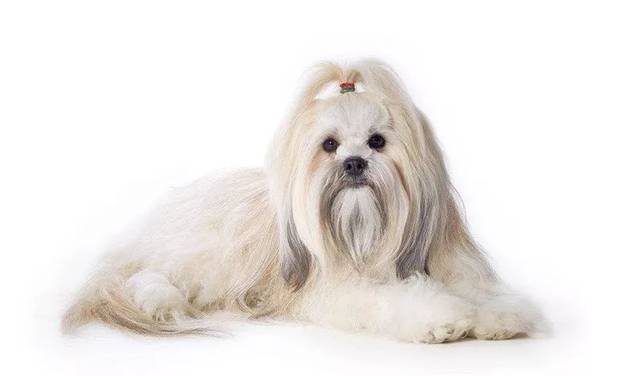 狗狗买什么品种最合适,怎么给狗狗选择宠物狗品种