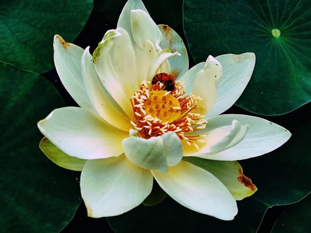 夏季最美荷花在哪里,山东最漂亮的荷花