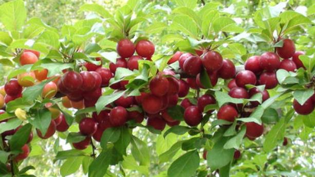 价值被低估的水果“李子祖先”，含钙量堪比牛奶，村民却拿它喂猪