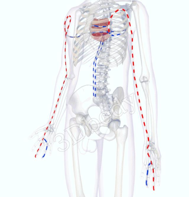 最新经络图精美3d动态循行图,经络3d动态循行图怎样制作