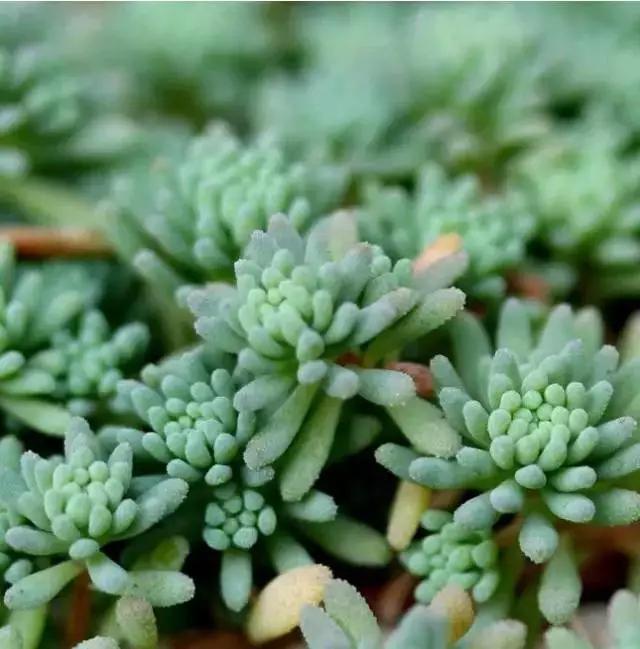 推荐轻松玩转100种常见多肉植物,700种多肉植物图鉴pdf百度云