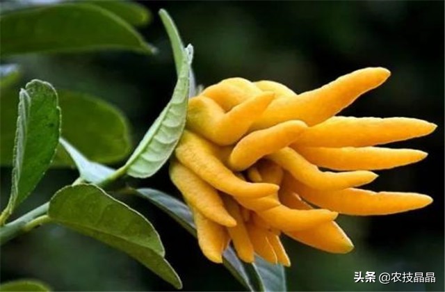 药材佛手种植技术和方法,佛手果树的种植技术
