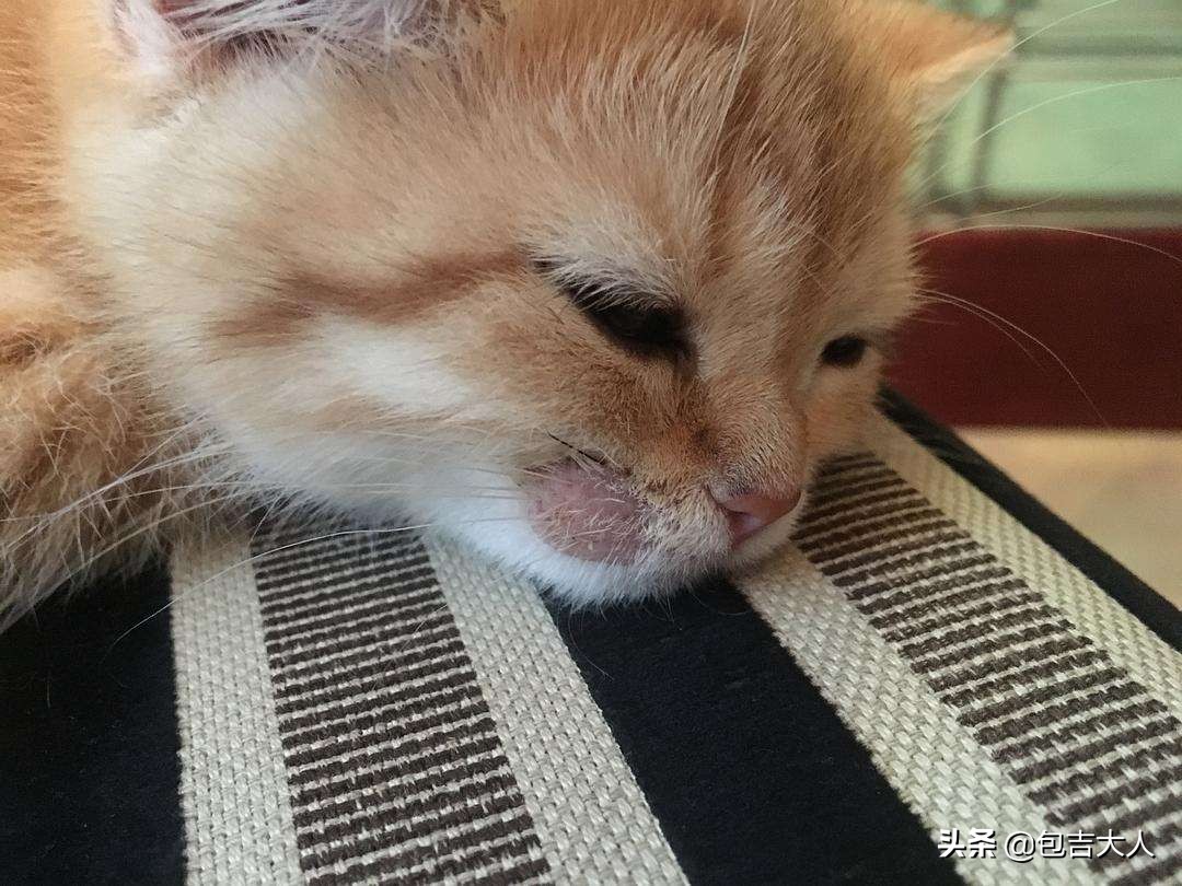 过来人告诉几种方式养猫省钱省心,养猫经验分享系列