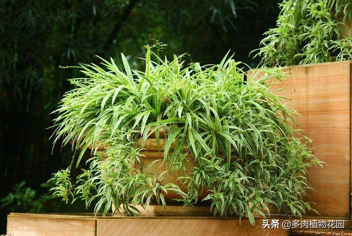 吊兰叶尖焦枯怎么修剪,虎皮吊兰叶尖发干是什么原因