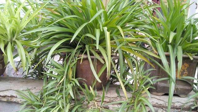 吊兰养开花了,吊兰如何养得又绿又壮