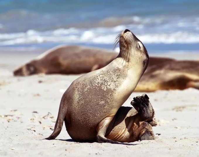 「求真」消费吓退国人的澳大利亚,竟然适合春节旅行?