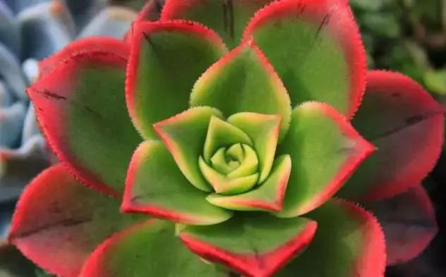 推荐轻松玩转100种常见多肉植物,700种多肉植物图鉴pdf百度云