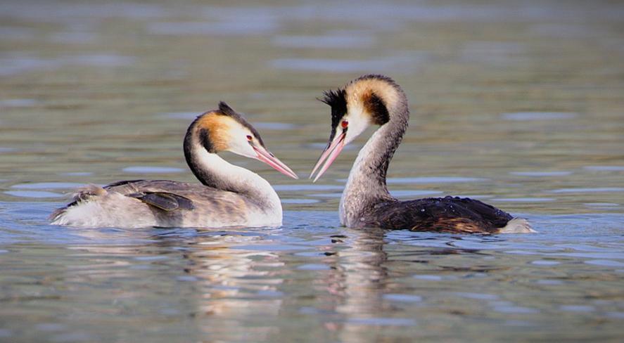 阿根廷著名的探戈舞大师有哪些,阿根廷探戈舞大师图片