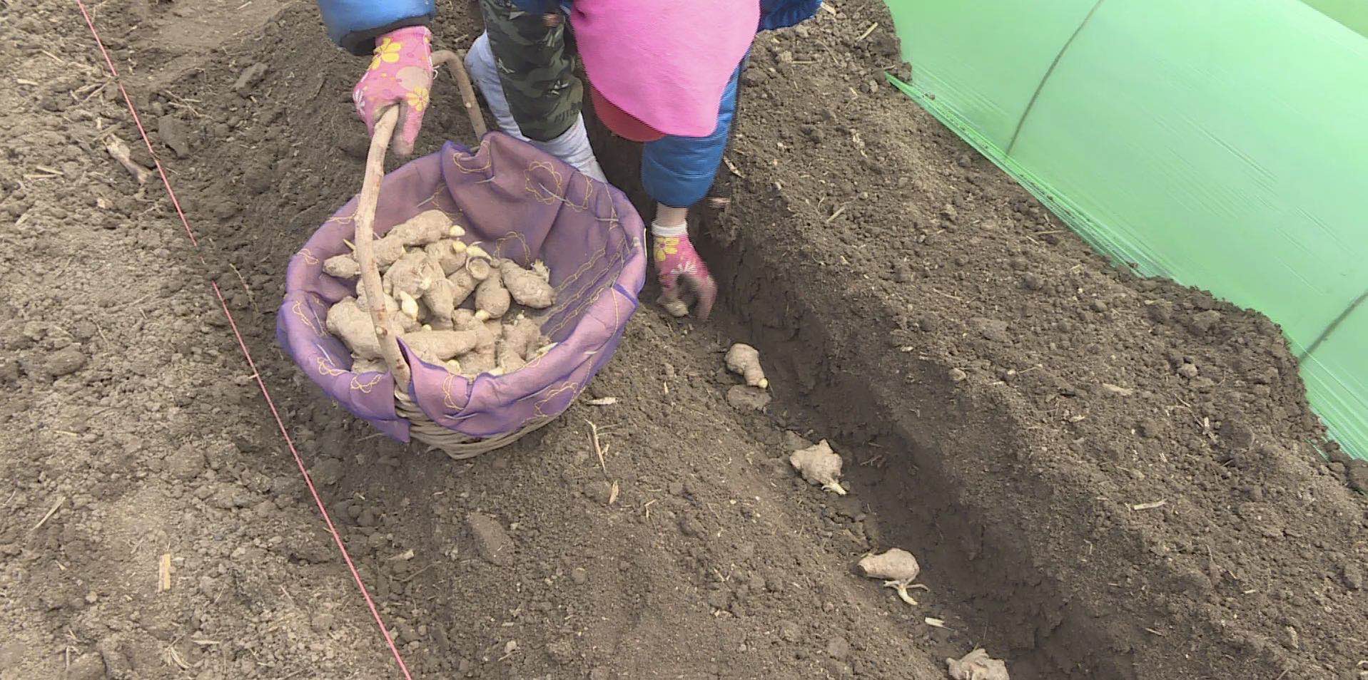 辽宁鞍山：自从种上了葱姜蒜农户生活“调”出好滋味儿