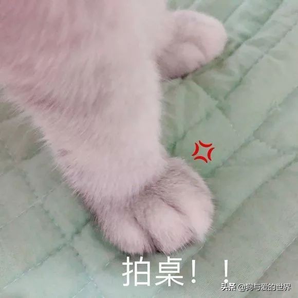 猫猫为什么总把脚放我脸上,为什么猫猫喜欢把头埋在臂弯