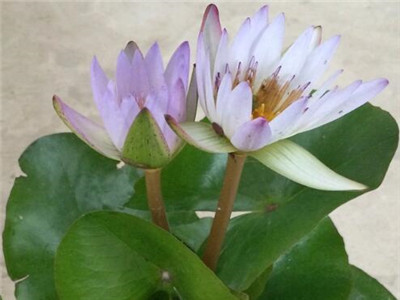 睡莲怎么种才能养得活,睡莲水养种植方法全过程