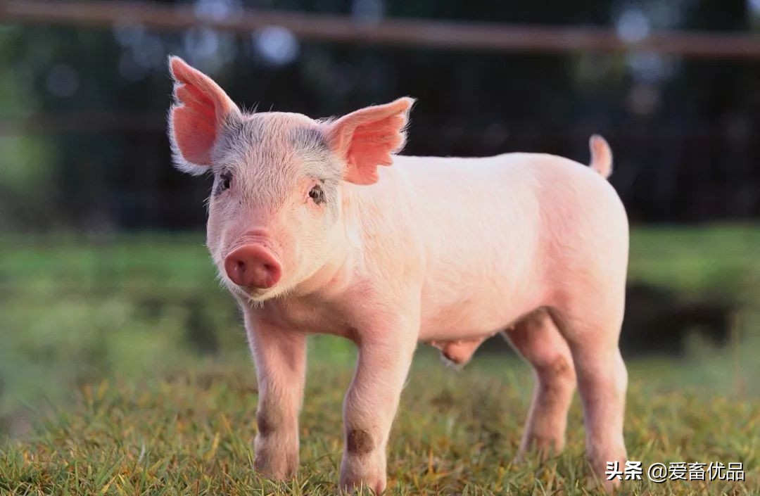 猪中暑大概几天不吃东西能恢复,猪中暑了导致猪不吃吗