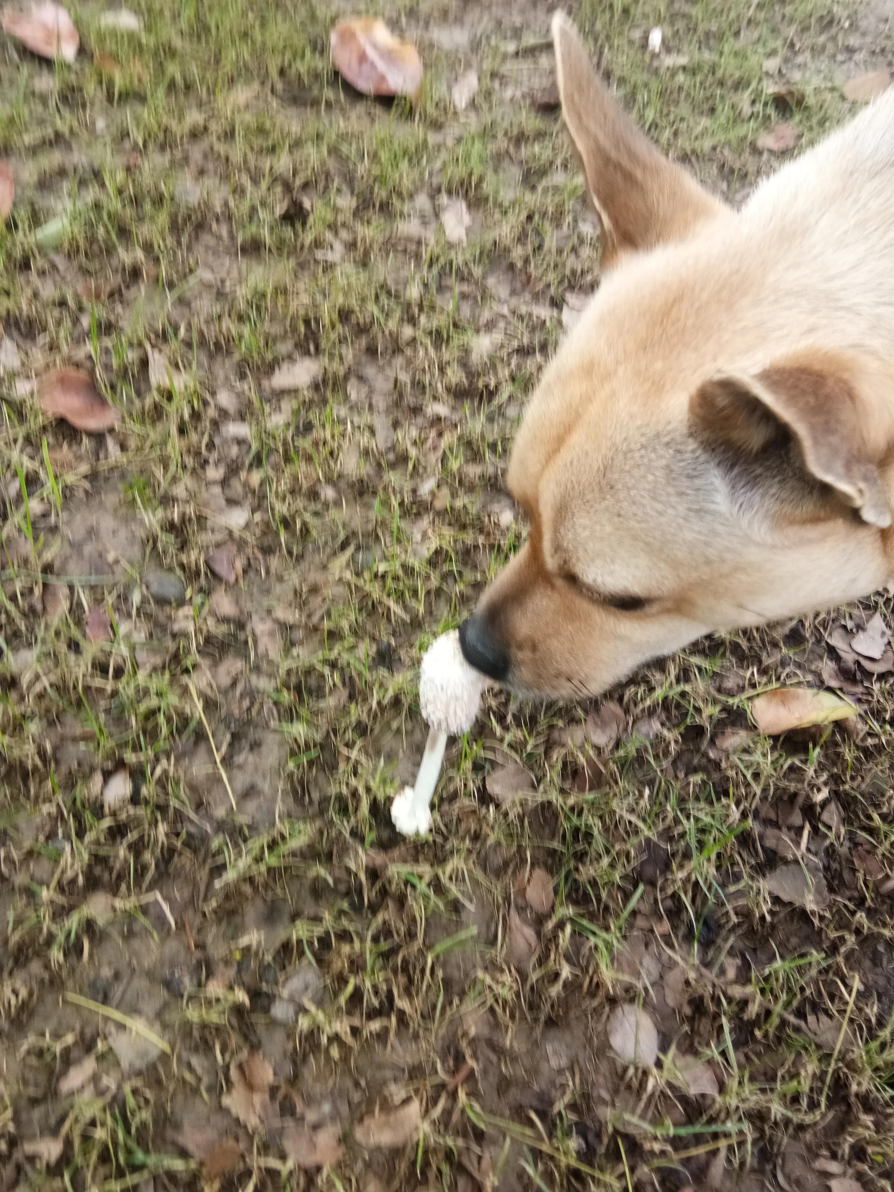 我的疏忽大意害死了我的可乐狗狗