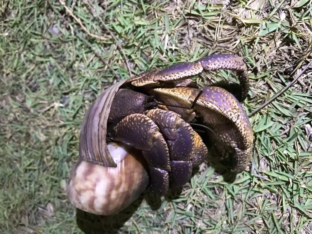 听说过网红猫岛、猪岛，见识过真正硬核的“蟹岛”吗？