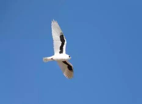 睁大眼睛，别以为它们都是一种鸢