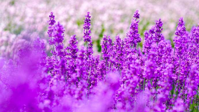 八种身兼多职的鲜花，既是鲜花又是香料！