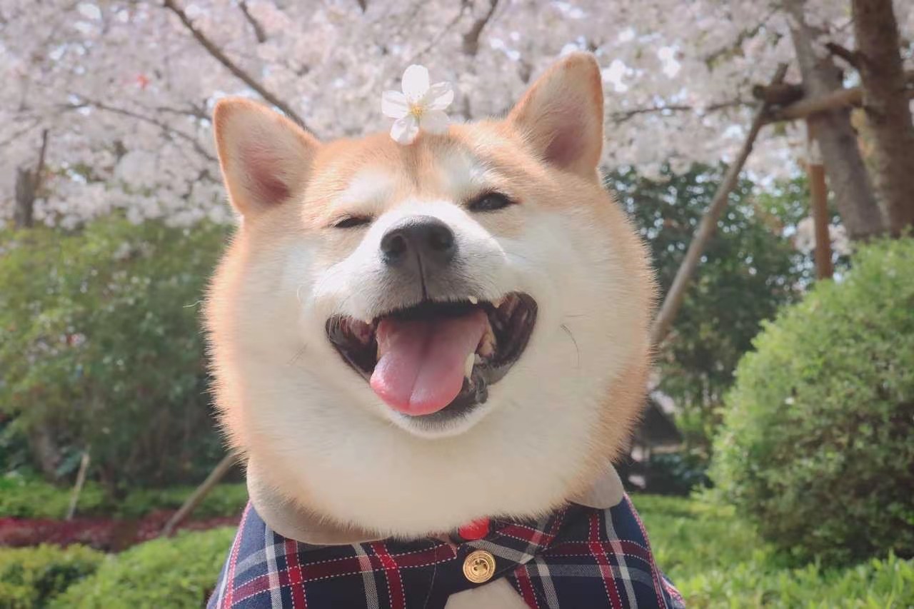 现在柴犬价格是多少真实,柴犬一般多少钱柴犬价格大揭秘