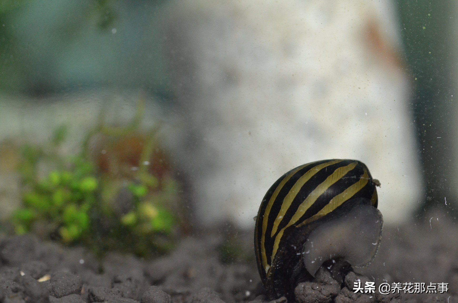 热带鱼生态鱼缸,热带鱼生态鱼缸养殖必备条件