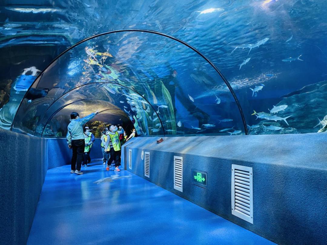 海洋馆奇妙夜,海洋馆探索海洋世界