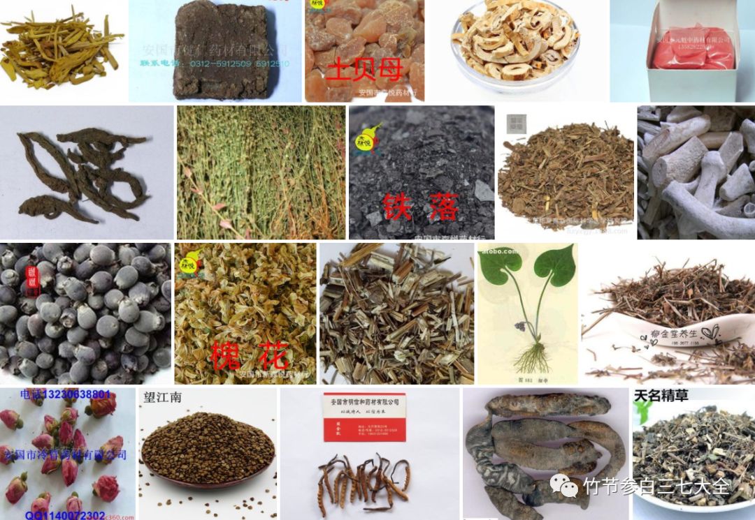 冷背药材名录大全,重楼、金线莲、山慈菇、竹节参、千层塔等