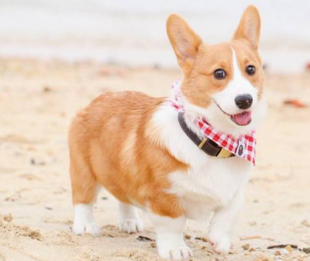 柯基犬要多少钱才能买,十个要点告诉你挑选柯基犬的方法