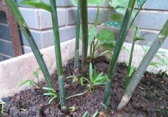 生姜盆景造型,生姜水养盆景的方法