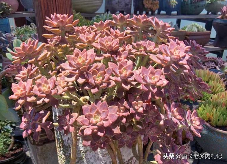 不怕晒的多肉该有哪几种,肉友喜欢的多肉品种