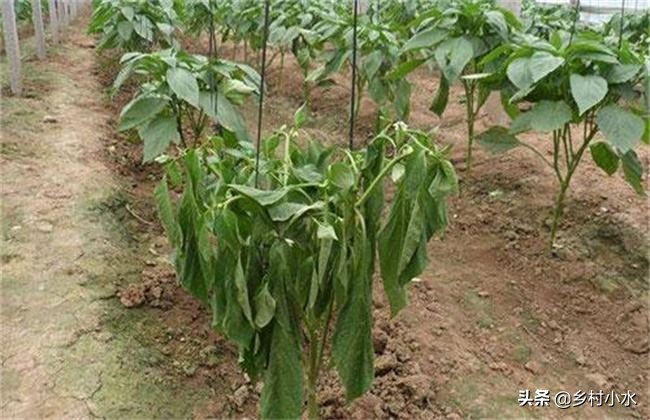 辣椒为什么会有青枯病,治疗辣椒青枯病的最好药方