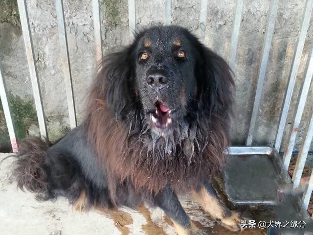 鐚涚姮涓渶鍘夊鐨勭姮鏄粈涔堢姮,鐚涚姮涓殑浜斿ぇ闇镐富