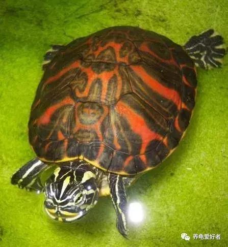 天气升温龟龟要注意什么,下雨天龟龟是不是容易腐皮