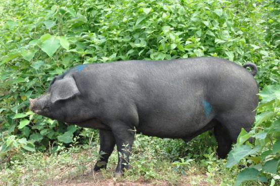 为什么黑猪肉这么受欢迎?看完你就懂啦