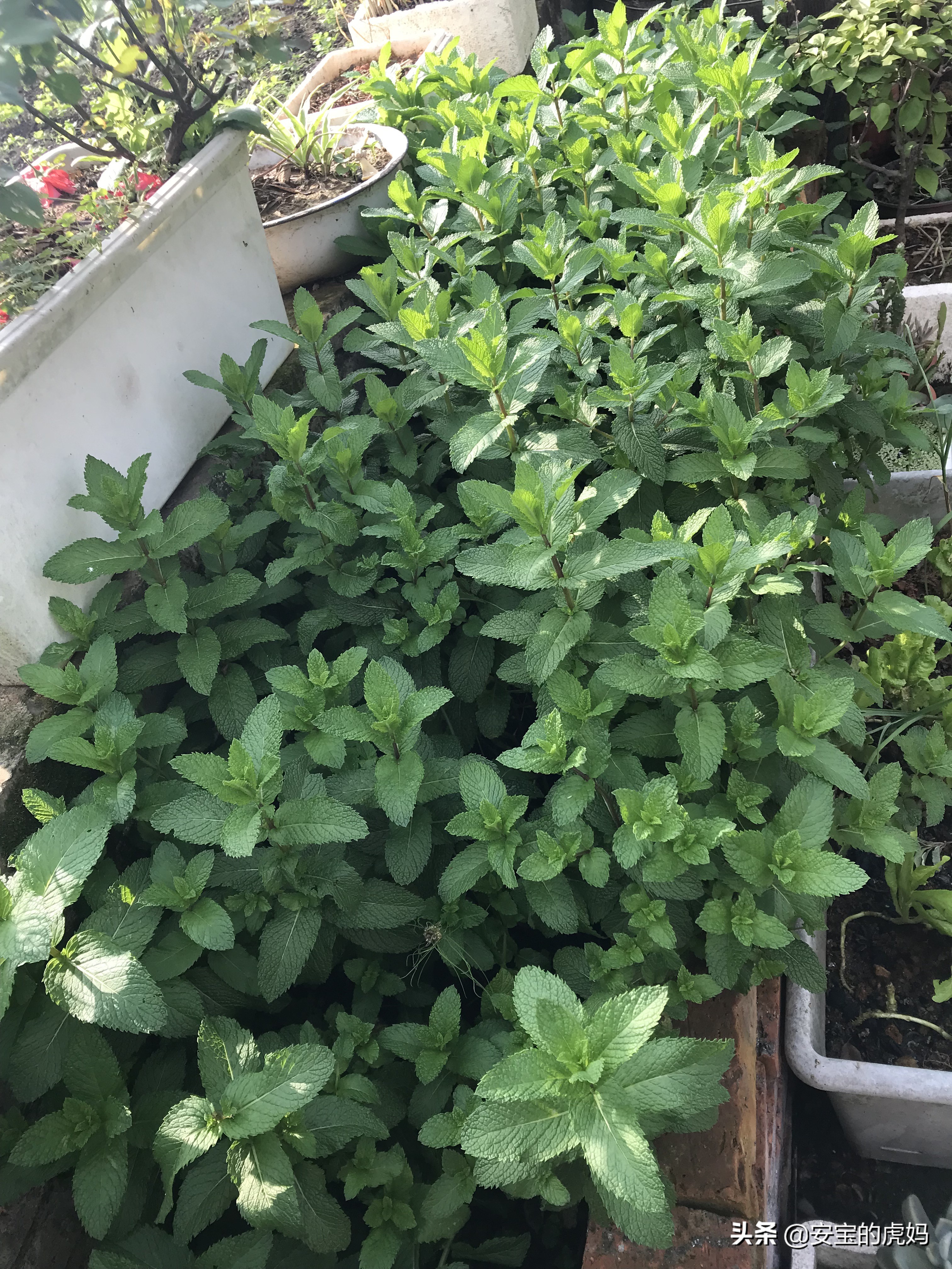 用薄荷制作防蚊膏,蚊虫叮咬薄荷膏