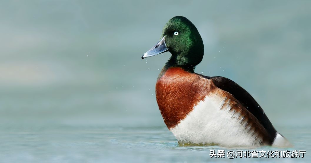 动听河北|这片湖被称作“东亚蓝宝石”，竟是禹王治水留下的“禹迹”！