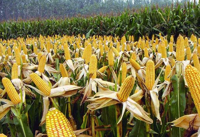 玉米叶斑病最好防治方法,玉米弯孢霉叶斑病防治方法