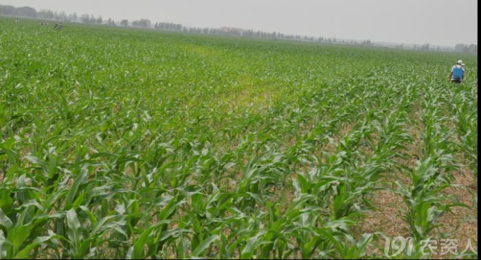 玉米花生种植高产技术,玉米高产高效种植技术