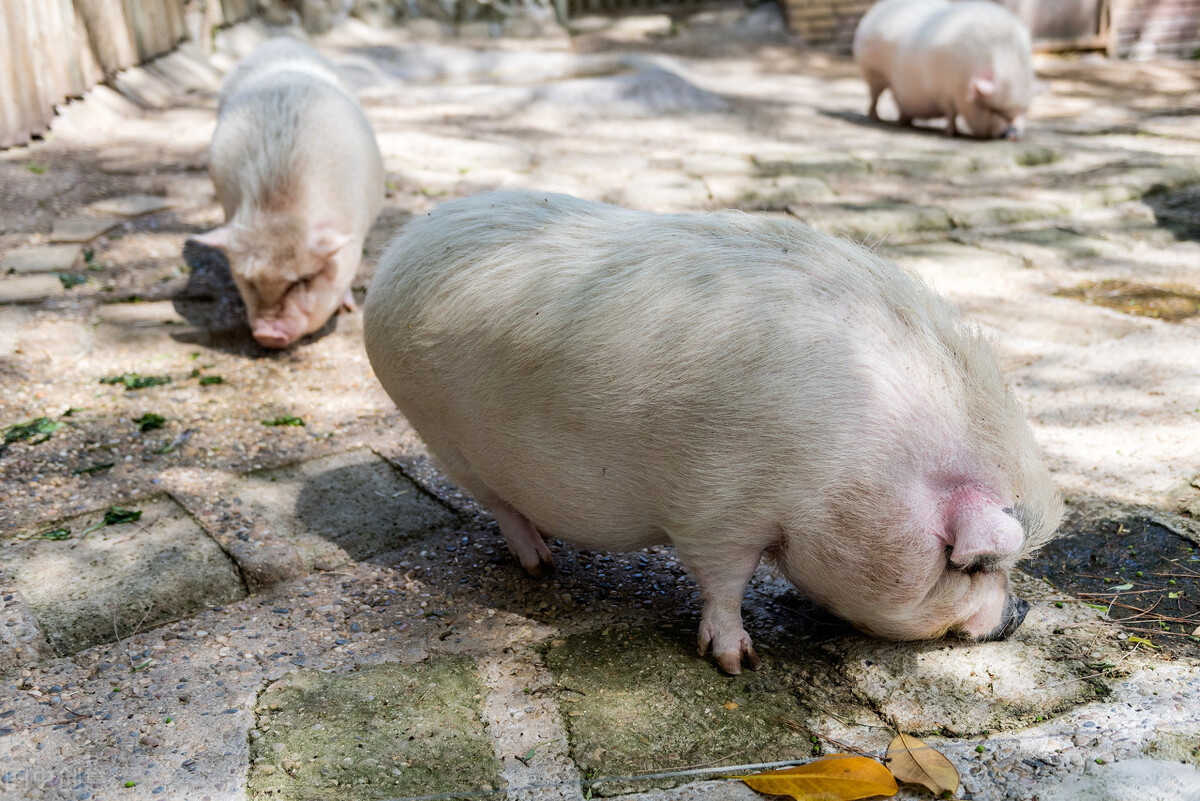 最挣钱的养殖业养殖什么不愁销路,见效快的养殖业十大暴利养殖行业