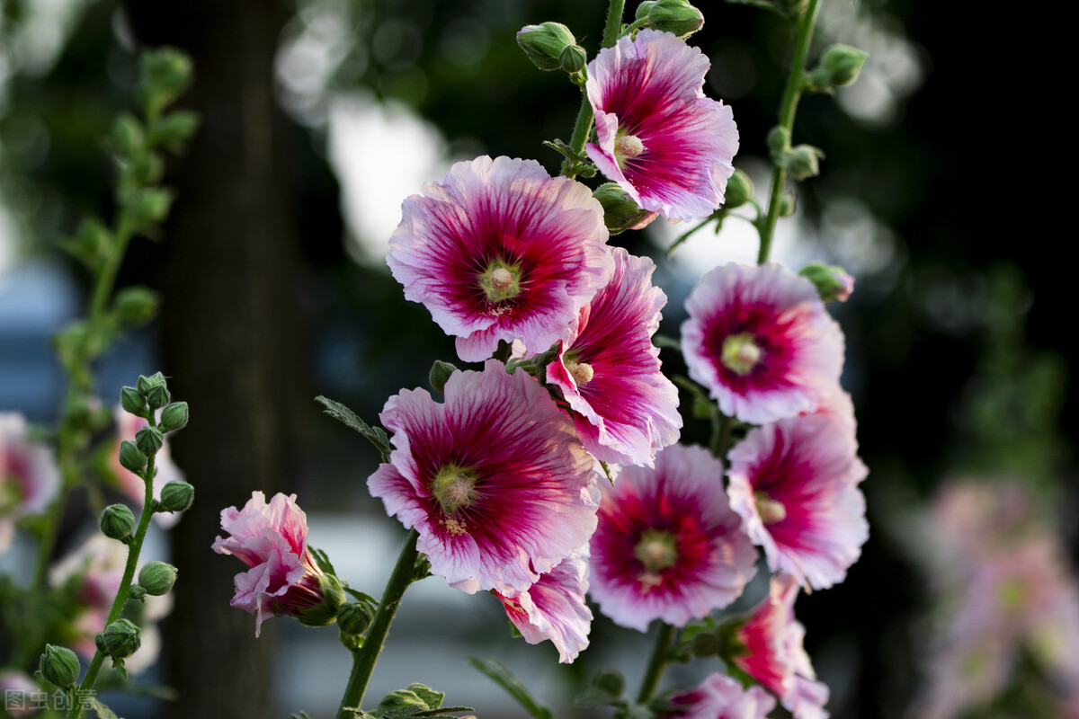 每个十一月生日对应的生日花,365天每天代表生日的花有哪些