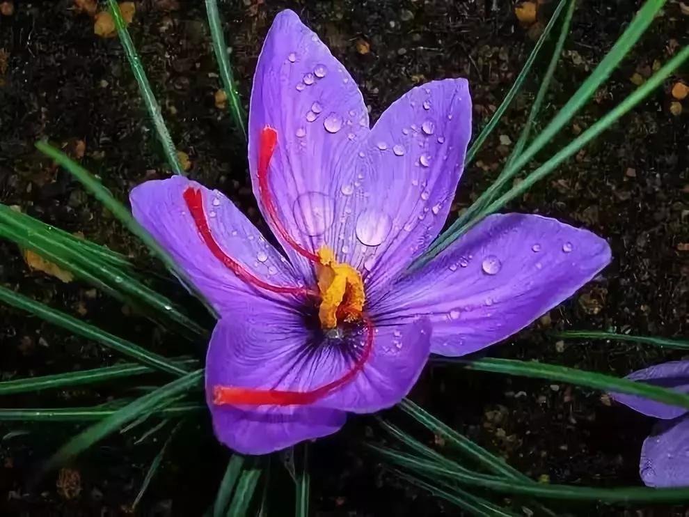 世界上最高贵最漂亮的花,世界上最名贵的花