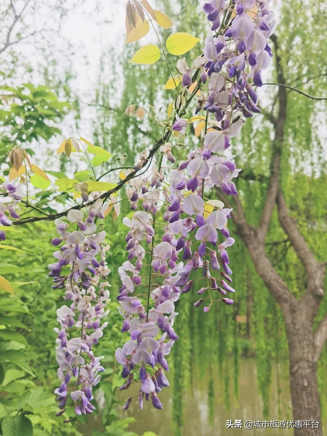 紫藤挂云木花蔓宜阳春下一句,紫藤挂云木花蔓宜阳春整首诗